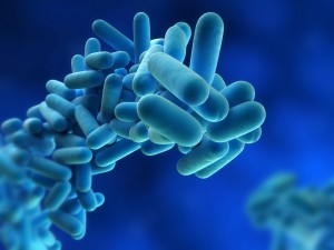 Legionella 1 e1475843723436
